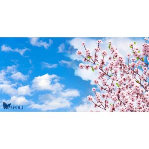 آسمان مجازی طرح شکوفه های صورتی و آسمان آبی مناسب همه فضاها