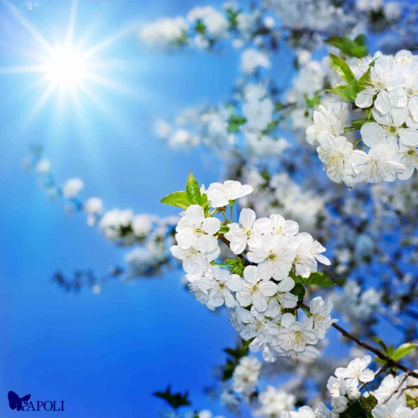 آسمان مجازی طرح شکوفه های سفید و آسمان آبی مناسب همه فضاها